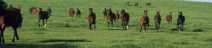 coutainville home