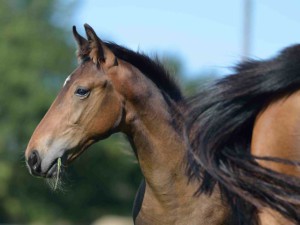 FOAL-PROFIL_1000x750