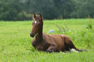 FOAL-COUCHE_1200x800