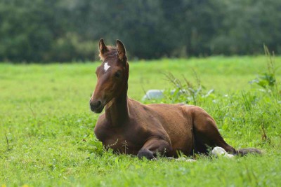 FOAL-COUCHE_1200x800